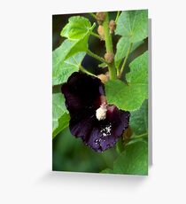 black hollyhock Greeting Card