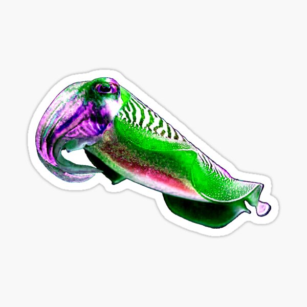 Cuttlefish Sticker