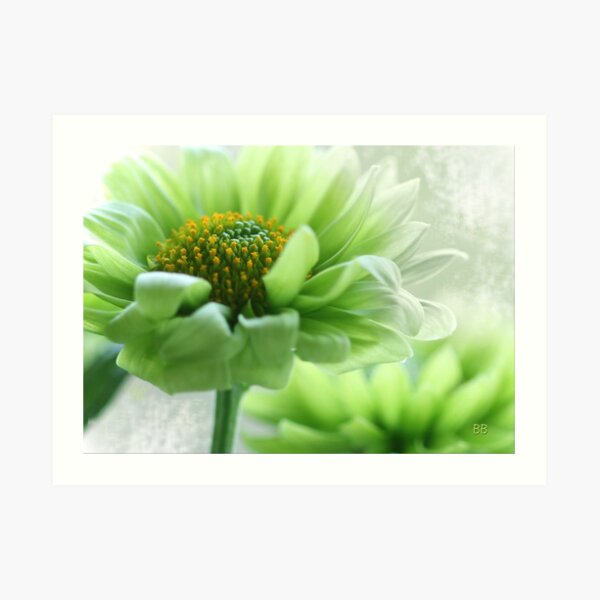 ~ Peppermint Daisy ~ Art Print