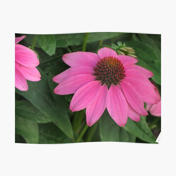 Echinacea Posters | Redbubble