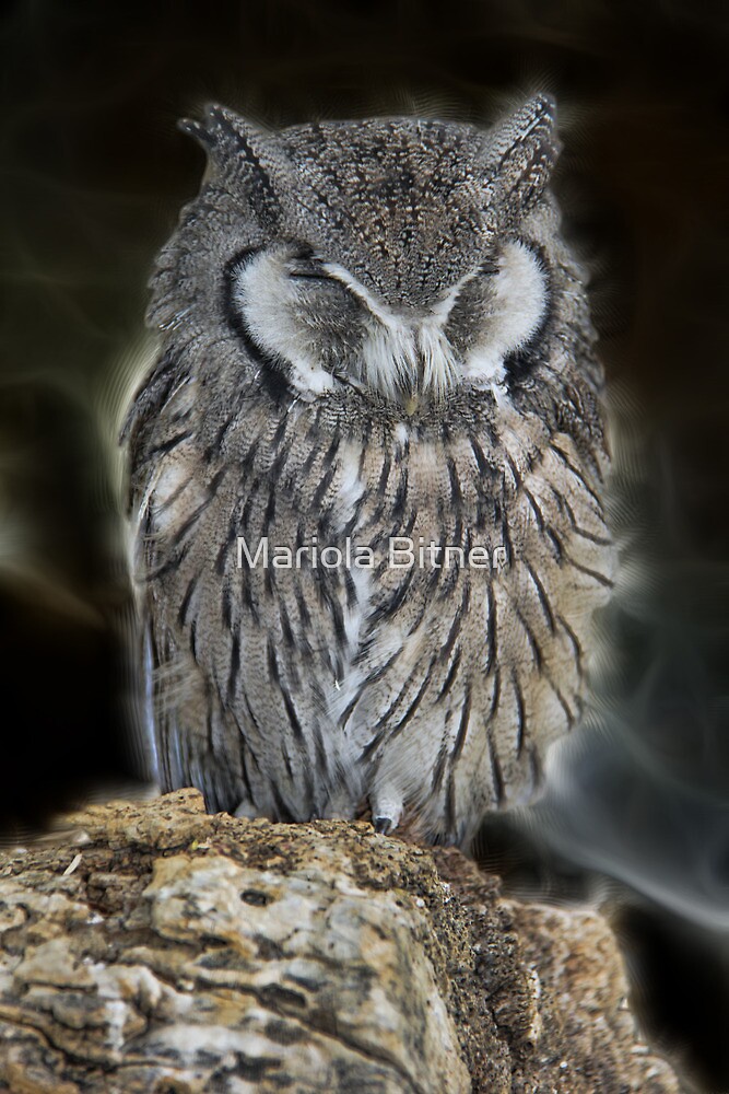 "Sleeping Owl Beauty" by Mariola Bitner | Redbubble