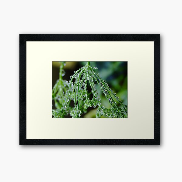 Item preview, Rain Drops on Celery Seeds designed and sold by Gabrielle  Lees.