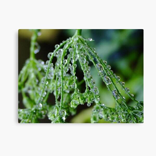 Item preview, Rain Drops on Celery Seeds designed and sold by Gabrielle  Lees.