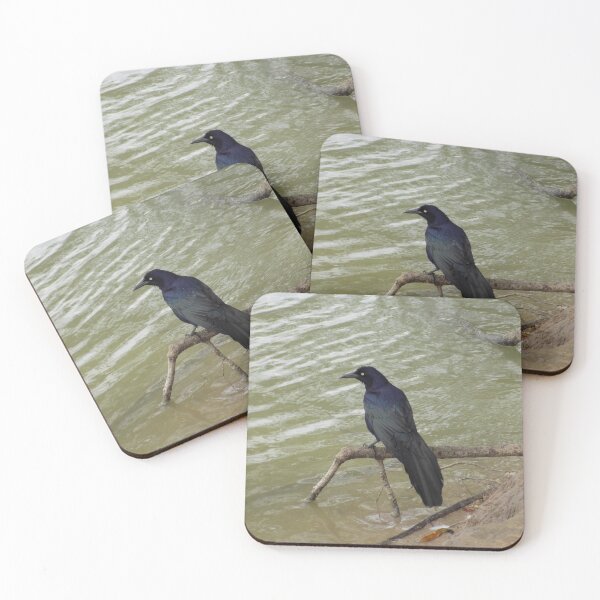 Item preview, Great-Tailed Grackle (Quiscalus mexicanus) Beside a Pond designed and sold by Inuyasha907.