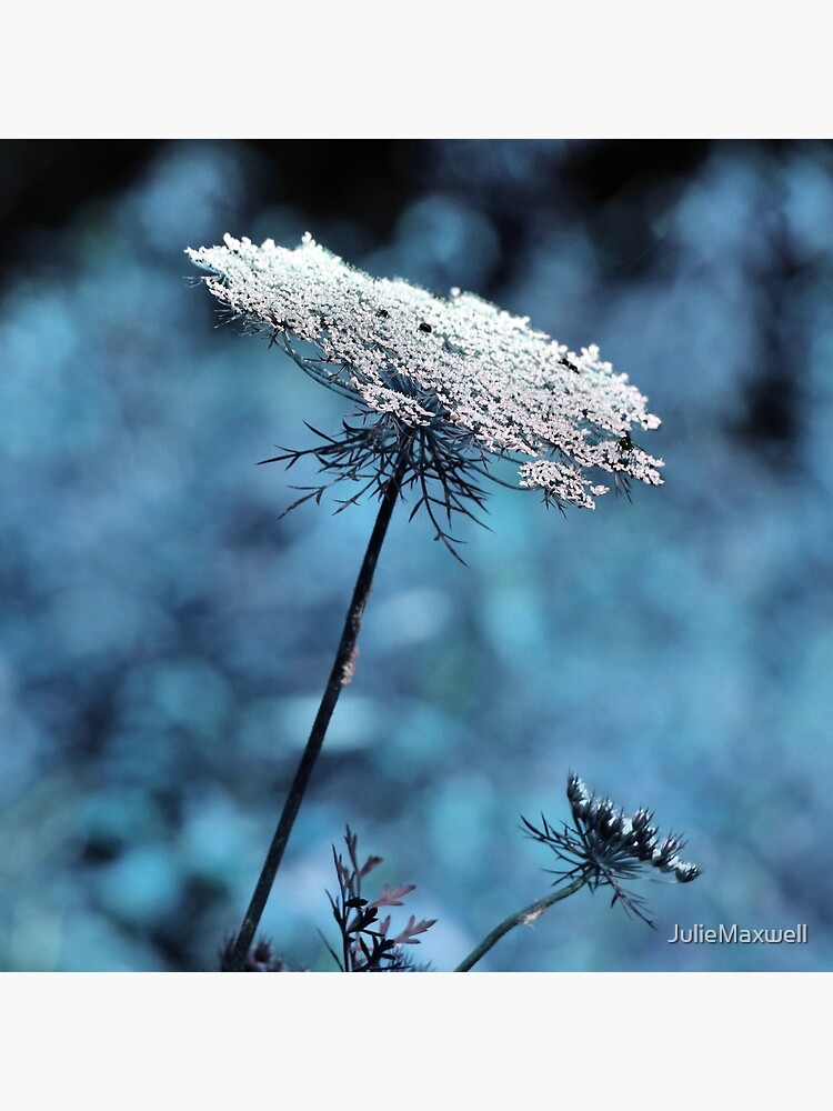 Dreaming of Company by JulieMaxwell