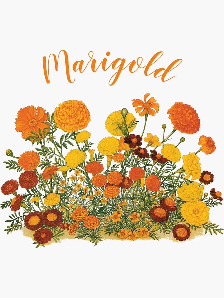 Marigold Flowers Sticker for Sale by lents