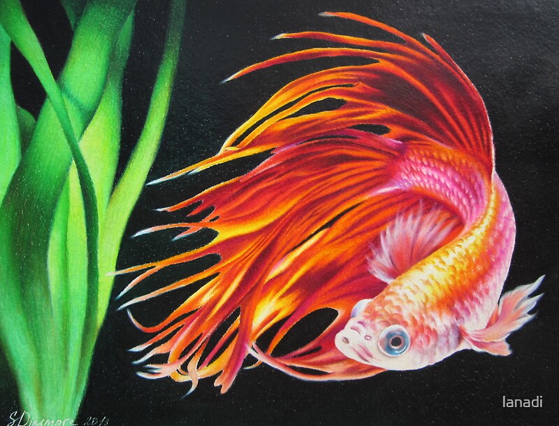  Betta fish by lanadi Redbubble