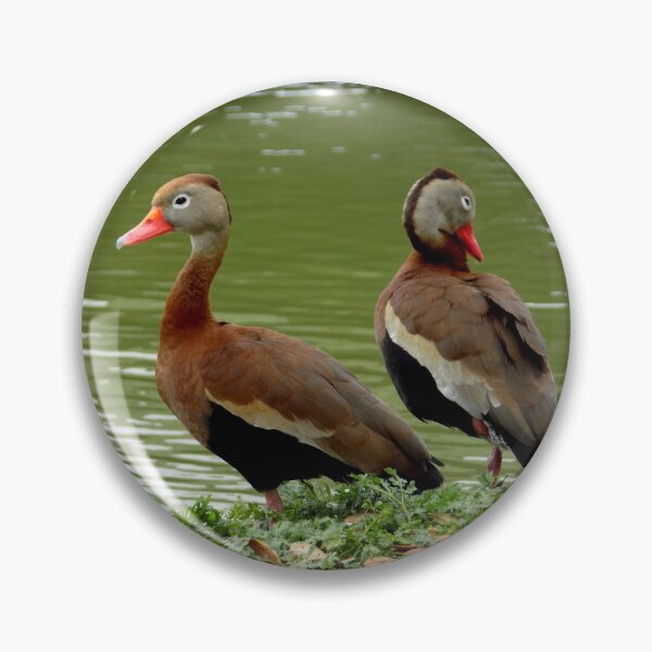 Item preview, A Duo of Black-bellied Whistling Ducks (Dendrocygna autumnalis) designed and sold by Inuyasha907.