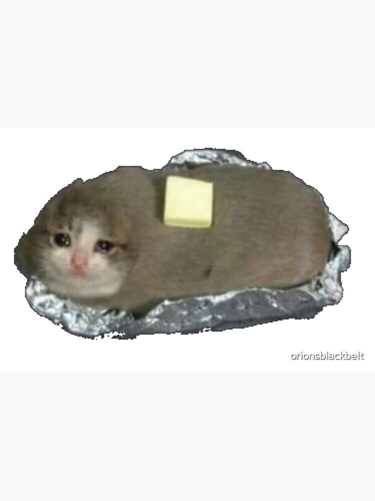 Sad Potato Cat Meme 2925