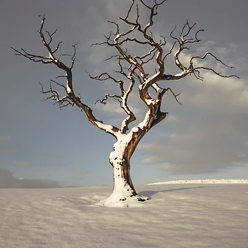 Artwork thumbnail, Standing In Snow by Brian Kerr