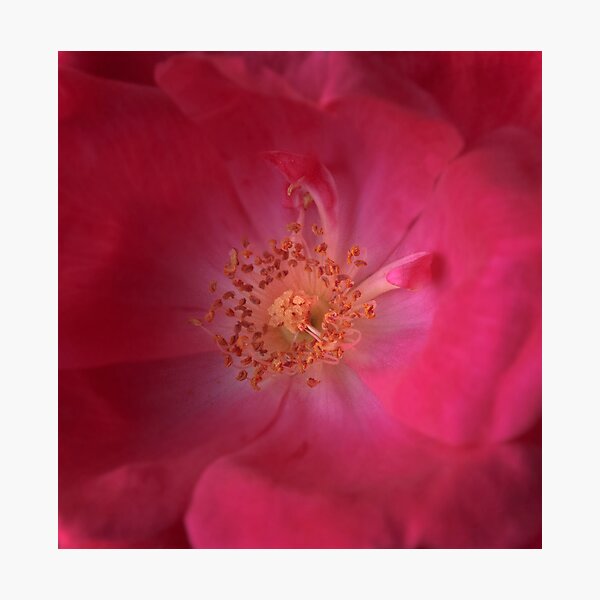 The Tea Rose Photographic Print