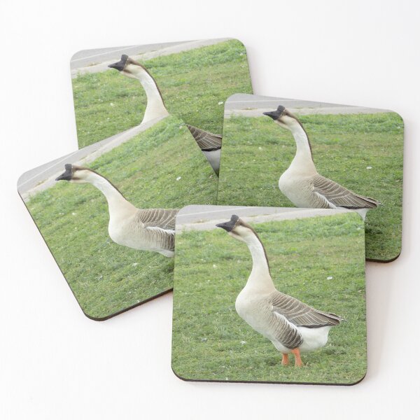 Item preview, Male Chinese Goose (Anser cygnoides) Honking Up designed and sold by Inuyasha907.