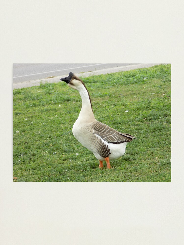 Male Chinese Goose (Anser cygnoides) Honking Up