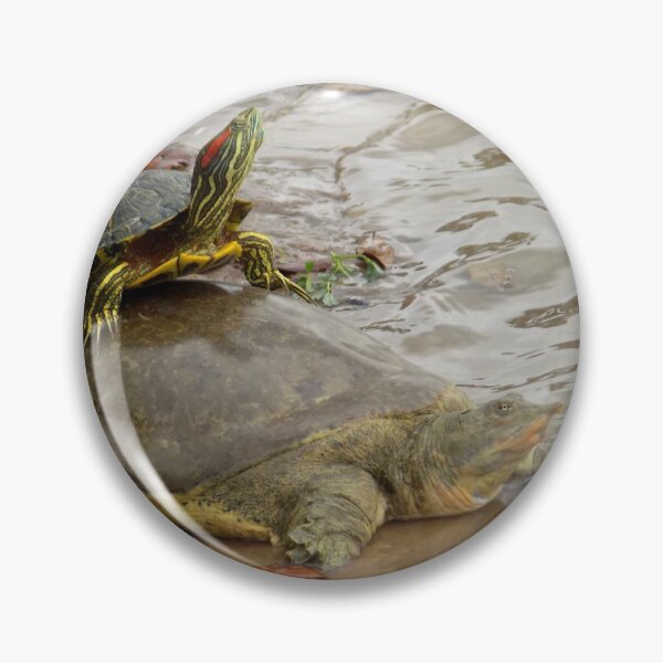 Item preview, Red-eared Slider (Trachemys scripta elegans) & Spiny Softshell (Apalone spinifera) Buddies designed and sold by Inuyasha907.