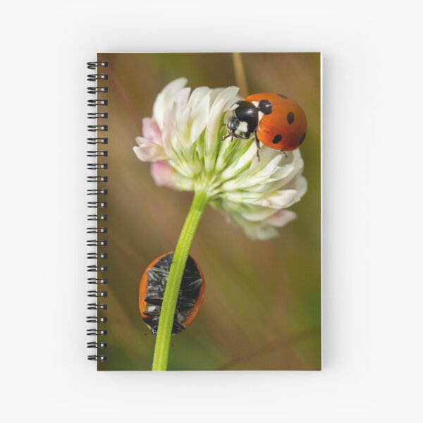 Ladybugs on Woollyhead Clover Spiral Notebook