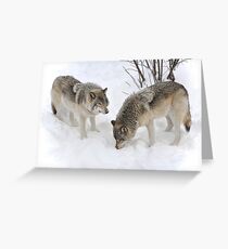 Wolves : The Widsom of Snow Greeting Card