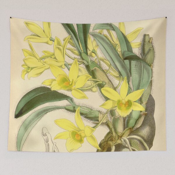 Item preview, Dendrobium senile designed and sold by EsotericBotanic.