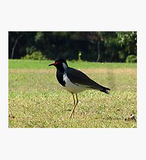 Bird 'O' Bird ;) Photographic Print