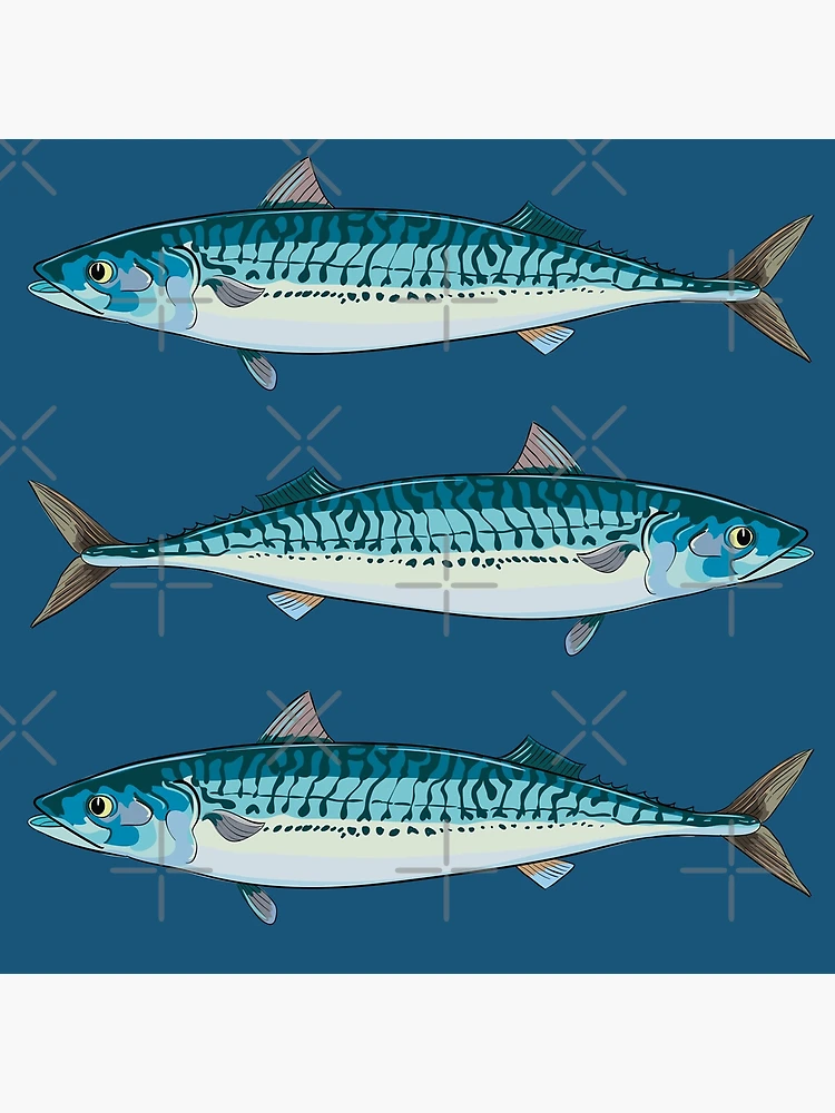 Mackerel Fish In Metallic Bucket Isolated Stock Photo - Download