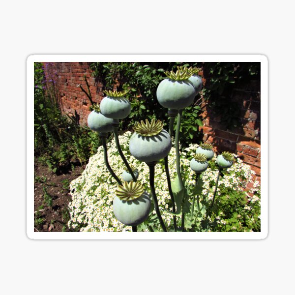Item preview, Poppy Heads and Feverfew in the Garden designed and sold by GoNatureDesigns.