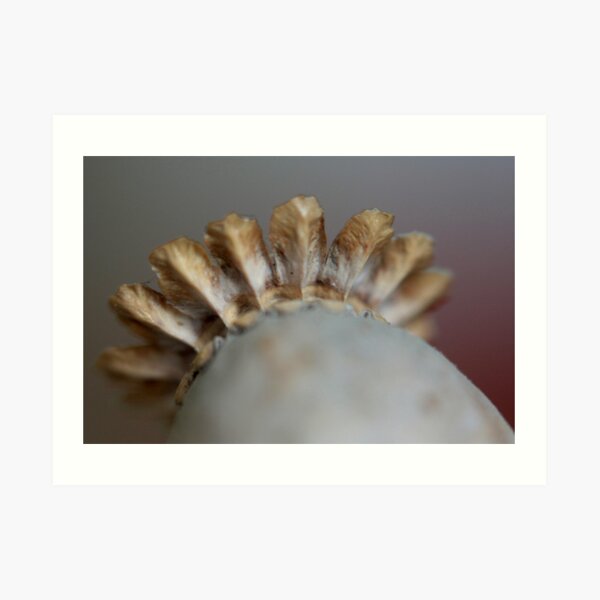 Seedy comb Art Print