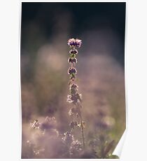 Purple Poster