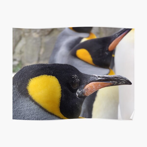 Emperor Penguins Poster