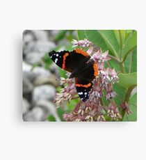 Red Admiral searching for open flowers Canvas Print