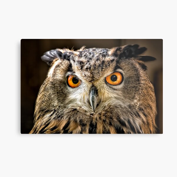 Eagle Eyes Metal Print