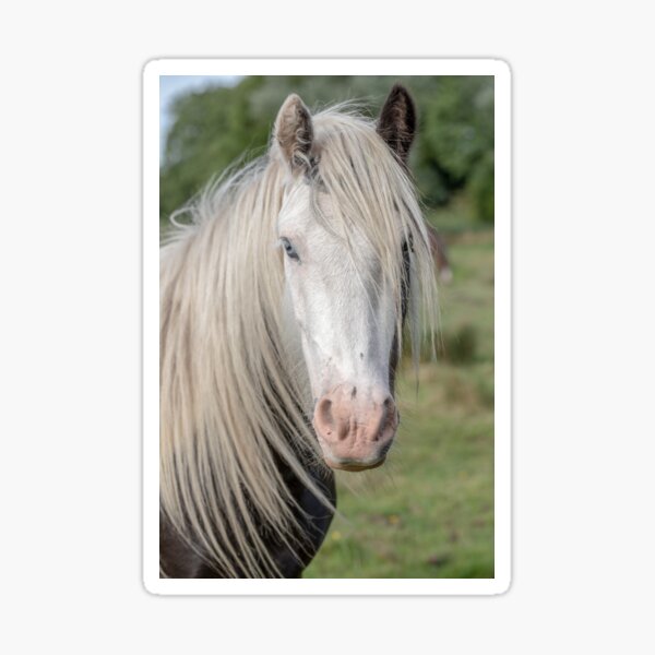 Gypsy horse Sticker