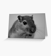 Gerbil Close-up Greeting Card
