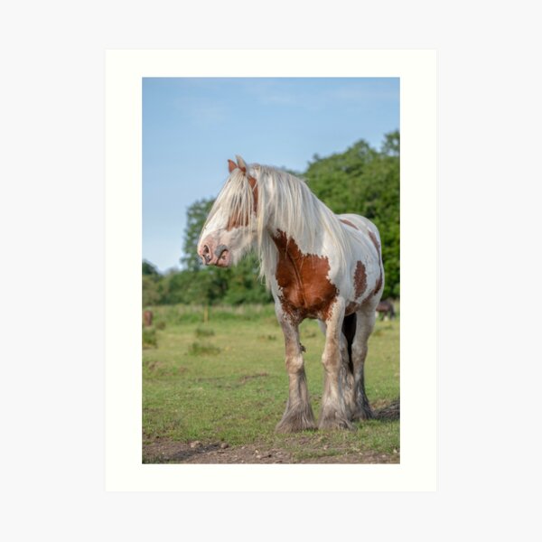 Gypsy vanner horse Art Print