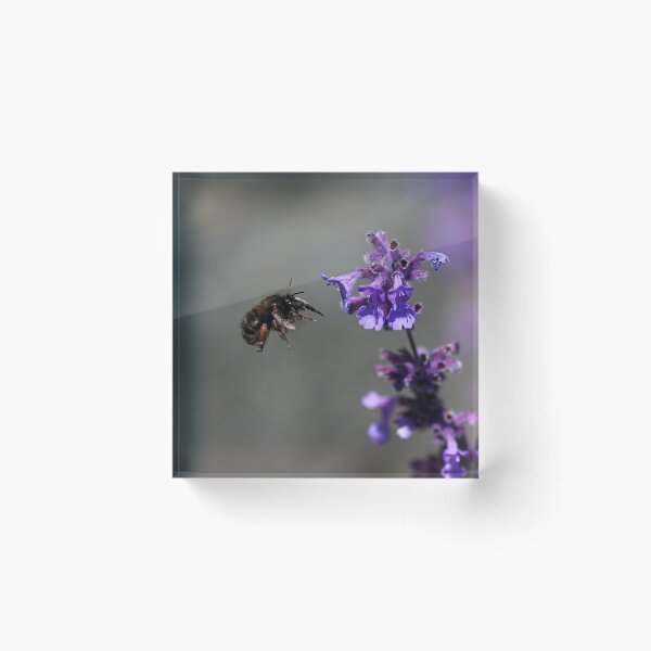 Item preview, Flower bee in flight designed and sold by GreyFeatherPhot.
