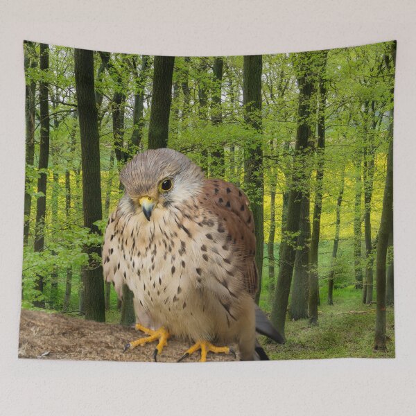 Item preview, Little hawk - wildlife photography designed and sold by MarionsArt.