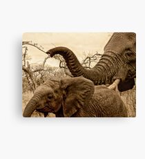 Mommys boy Canvas Print