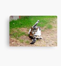 the yogic cat Metal Print