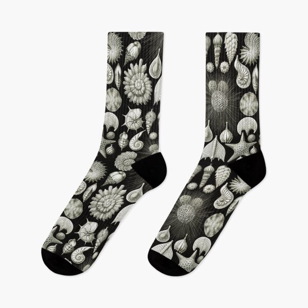 Item preview, Vintage Illustration - Thalamphora - Ernst Haeckel, Beach Theme Nature designed and sold by NewNomads.
