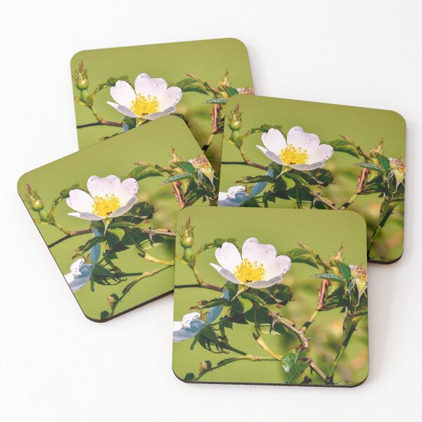 Item preview, White Wild Rose designed and sold by rwhooster.