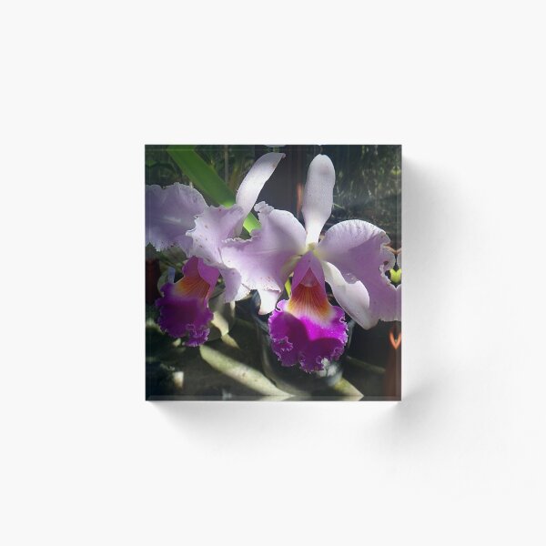 Cattleya Warneri Orchids Acrylic Block