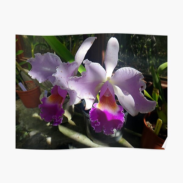 Cattleya Warneri Orchids Poster