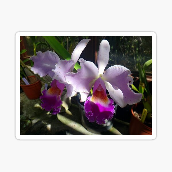 Cattleya Warneri Orchids Sticker