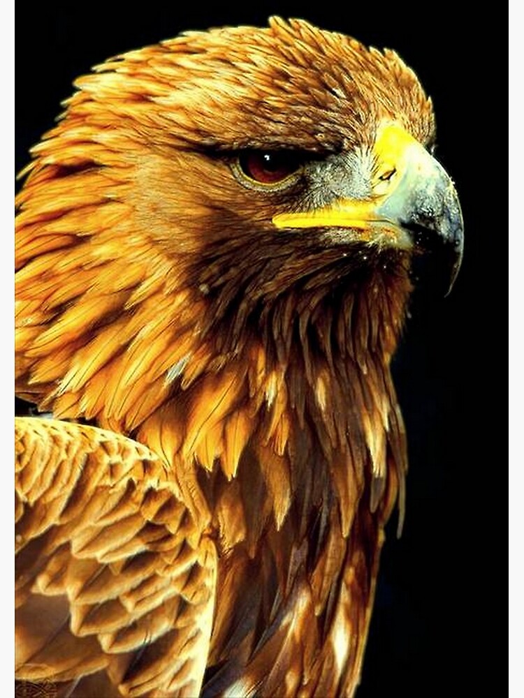 BIRD OF PREY by michaeltodd
