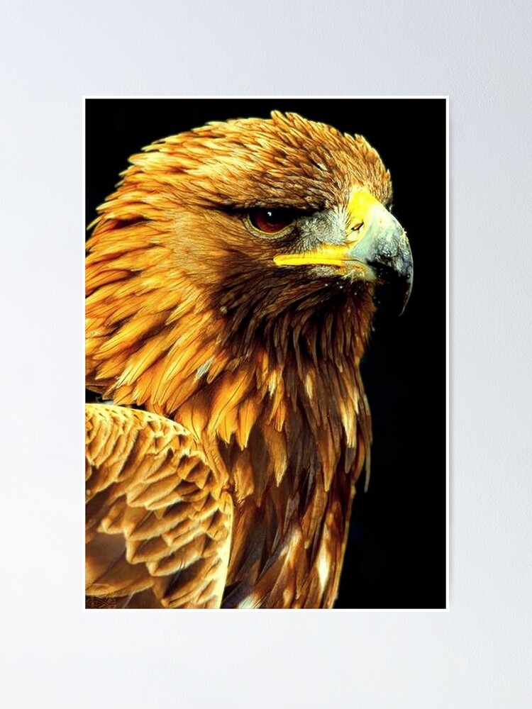 Alternate view of BIRD OF PREY Poster