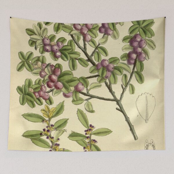 Item preview, Myrsine africana 143 8712 designed and sold by EsotericBotanic.