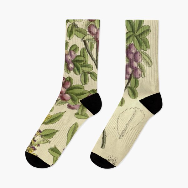 Item preview, Myrsine africana 143 8712 designed and sold by EsotericBotanic.