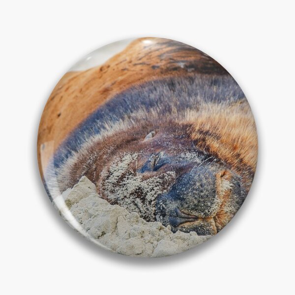 Item preview, Sealion on the sand designed and sold by Photopat.