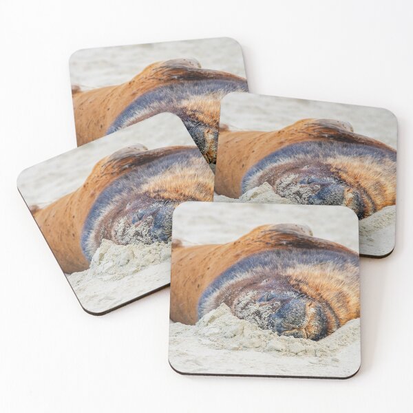 Item preview, Sealion on the sand designed and sold by Photopat.