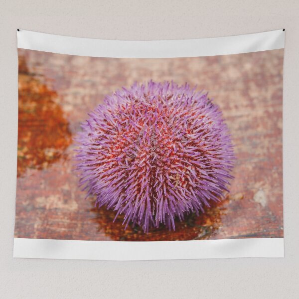 Item preview, Purple sea urchin  designed and sold by Photopat.