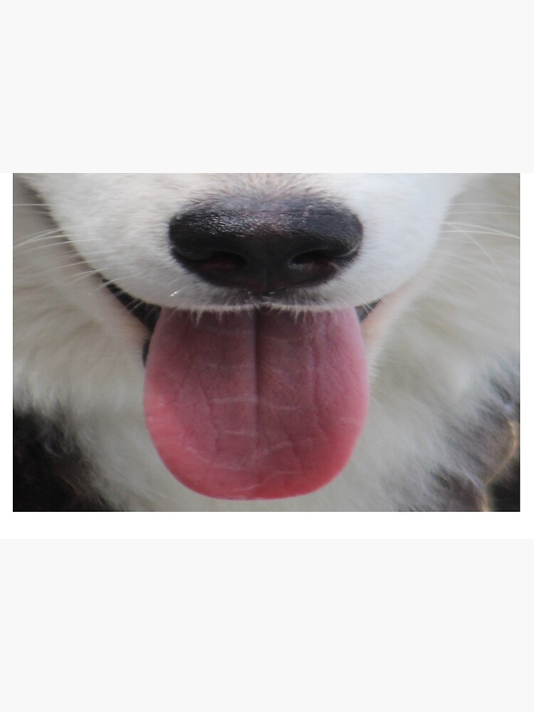 "siberian husky face mask funny dog mouth tongue" Mask by