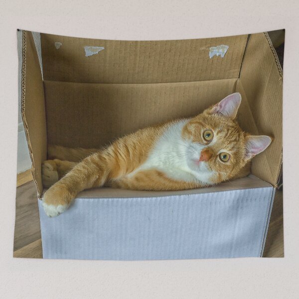 Item preview, Cat in a box designed and sold by Photopat.